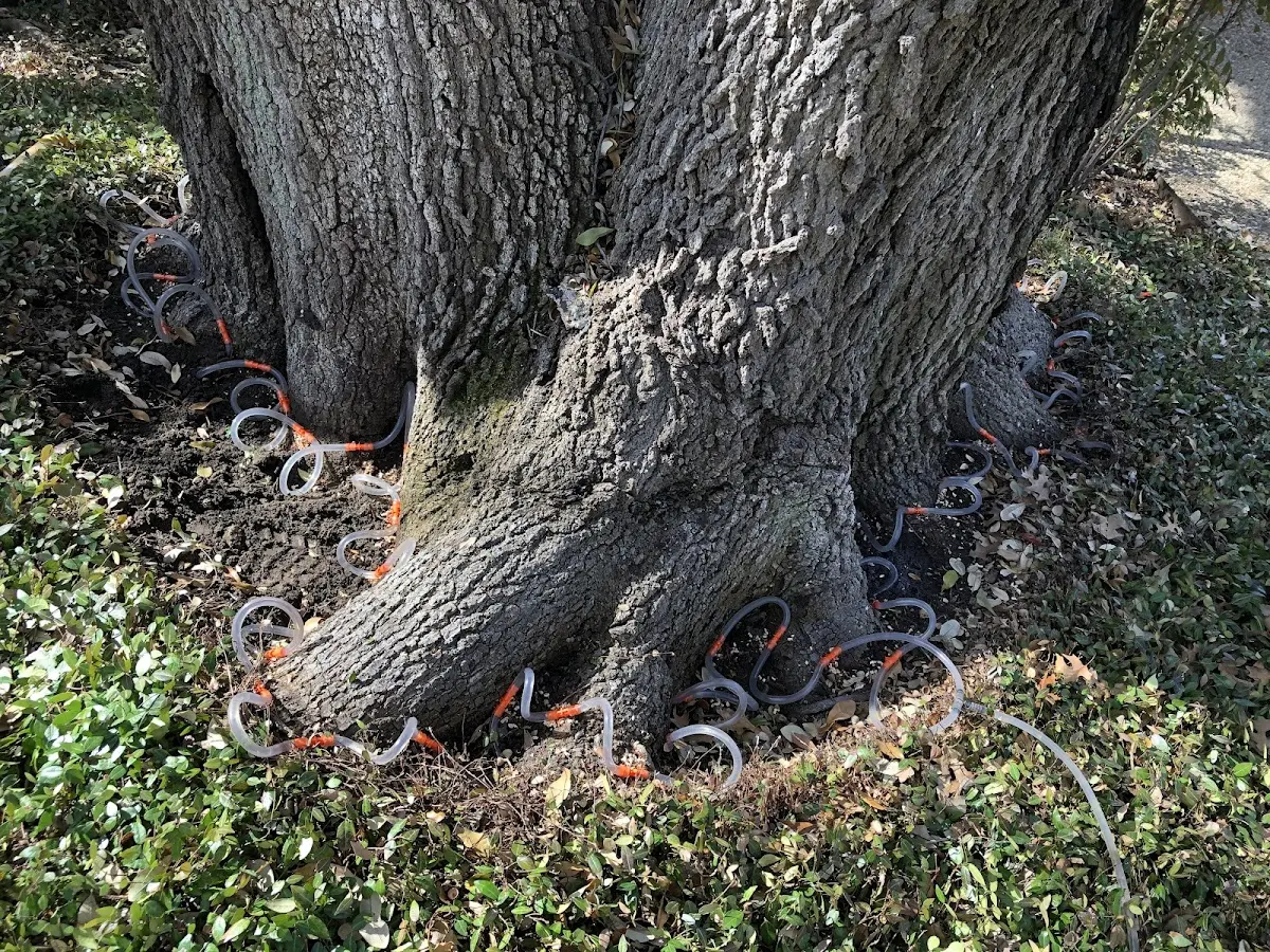 Detailed Tree Cabling and Bracing job site in Coalton