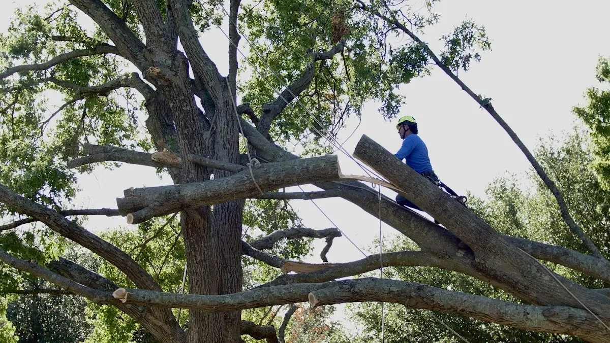 Professional Hazardous Tree Removal performed by certified arborists in Coalton